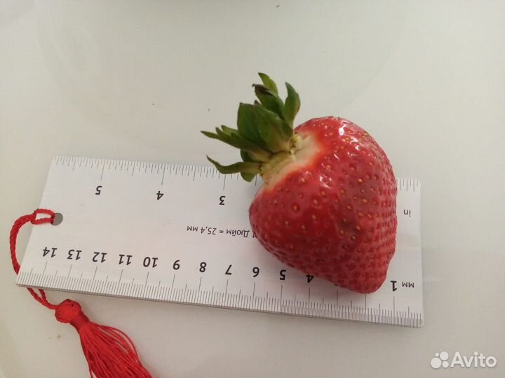 Клубника крупная