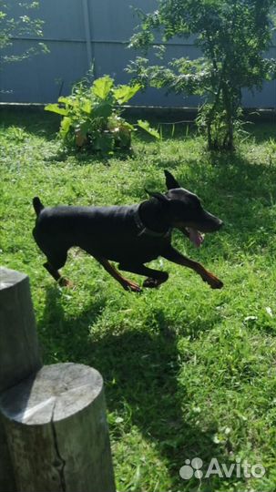 Передержка собак