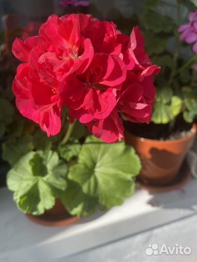 Пеларгония герань