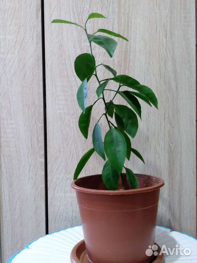 Комнатные растения ;Авокадо,лимон,дуб