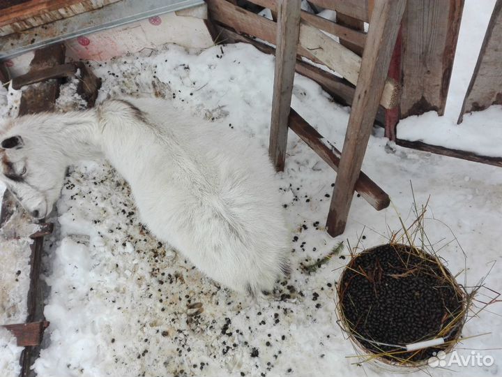 Козий навоз россыпью ) Куриный помет