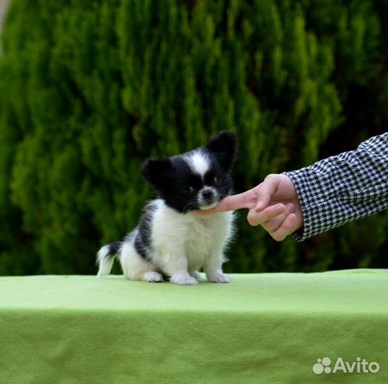 Хорошенький мальчик Чихуахуа дш