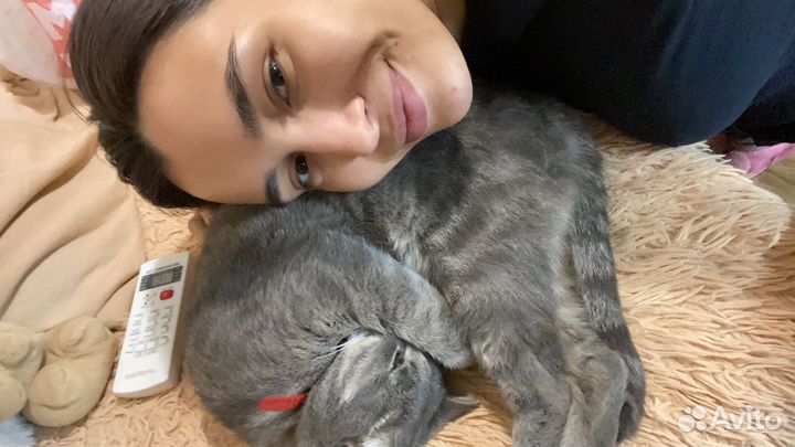 Передержка кошек на время отпуска