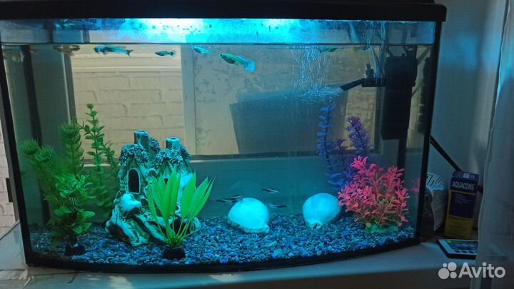 Аквариум с рыбками