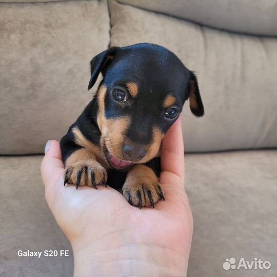 Щенок цвергпинчера