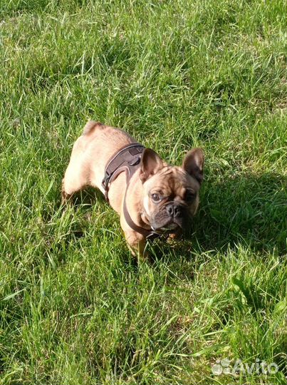 Собака на фотосессию