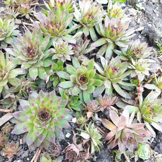 Суккуленты, каменная роза(молодило)