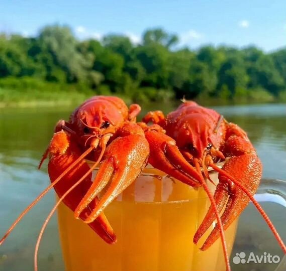Раки живые