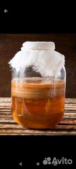 Чайный гриб, бесплатно