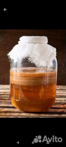 Чайный гриб, бесплатно