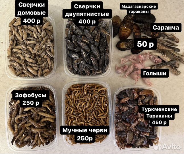 Лучшее беговое колесо для ежа