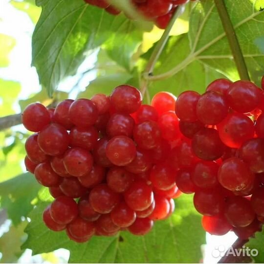 Саженцы калины