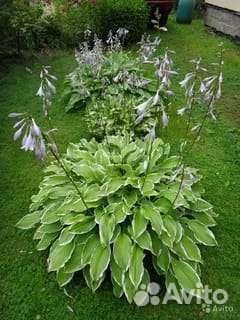 Растения для сада