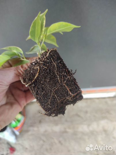 Фикус Бенджамина Кинки