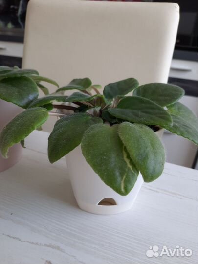 Сортовые фиалки