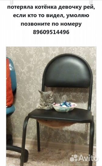 Домашние животные