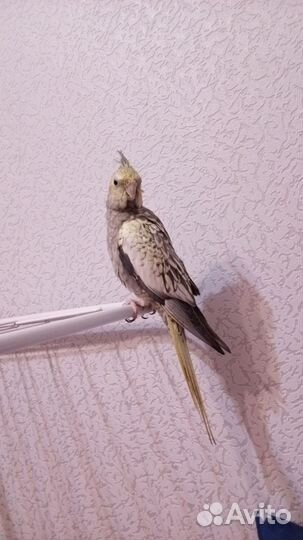 Попугай корелла с клеткой