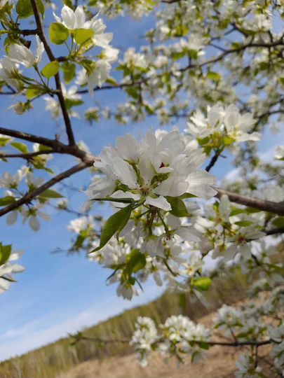 Участок 12,6 сот. (ИЖС)