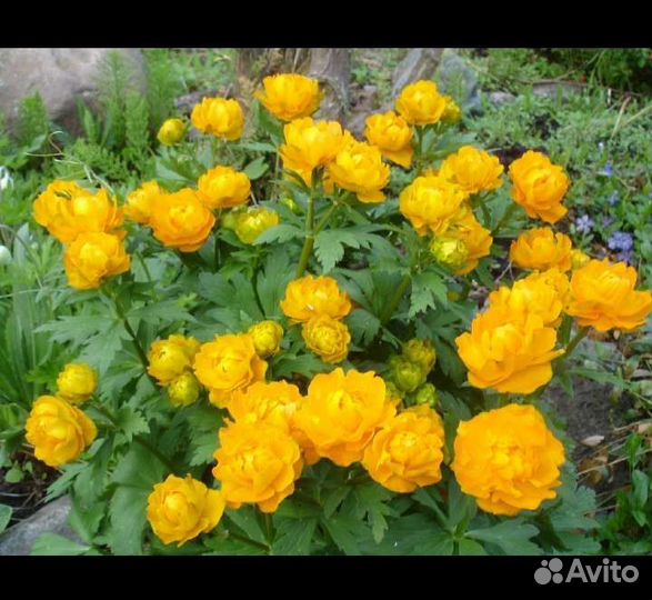 Многолетники для сада.Хосты