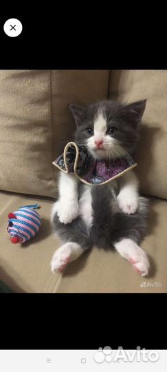 Котенок Кали