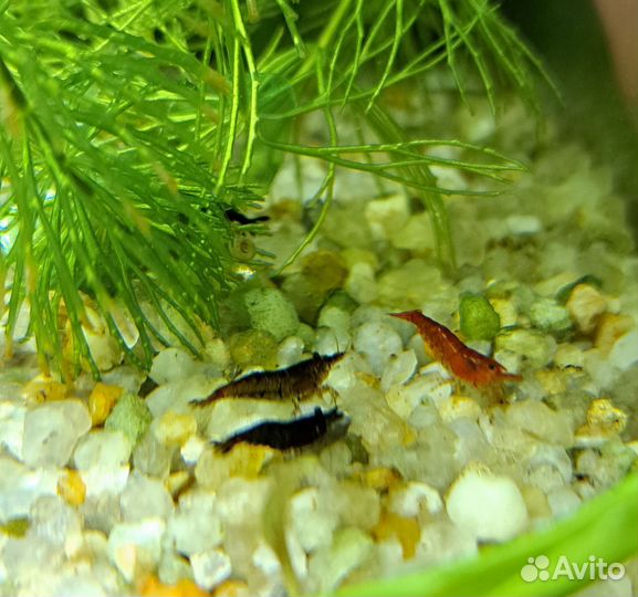 Креветки неокардины пресноводные аквариумные