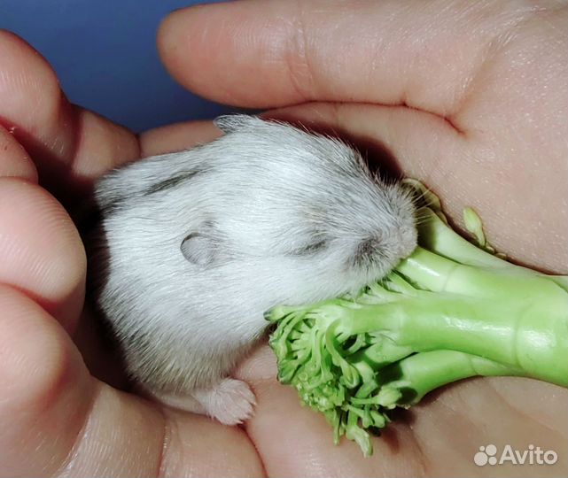 Джунгарский хомяк (Жемчуг)