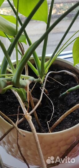 Монстера 4паростка,с горшком