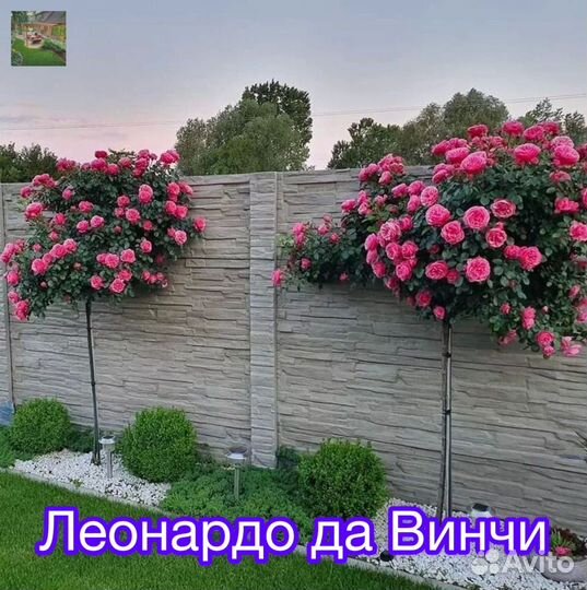 Штамбовые розы