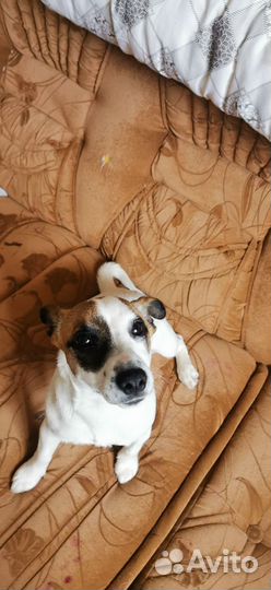 Щенки джек Рассел терьер