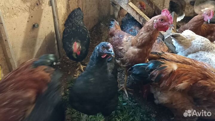 Петухи и куры