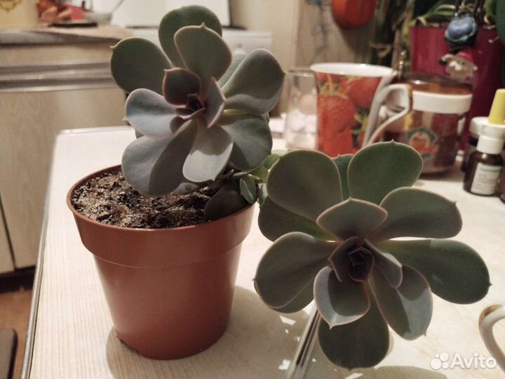 Цветы, кактусы, растения