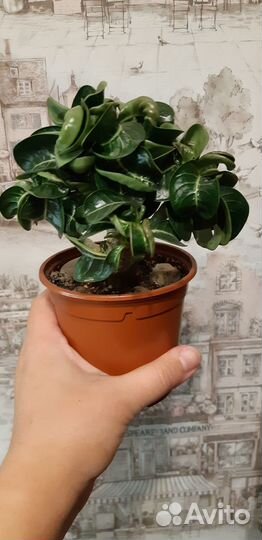 Адениумы барашки