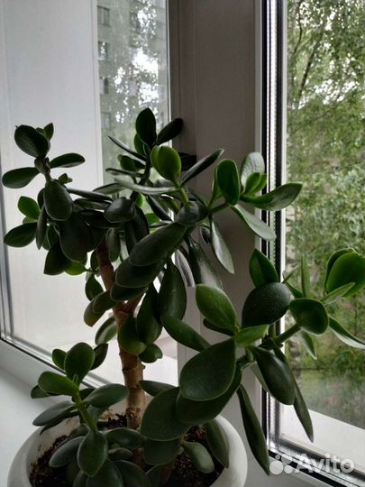 Крассула толстянка