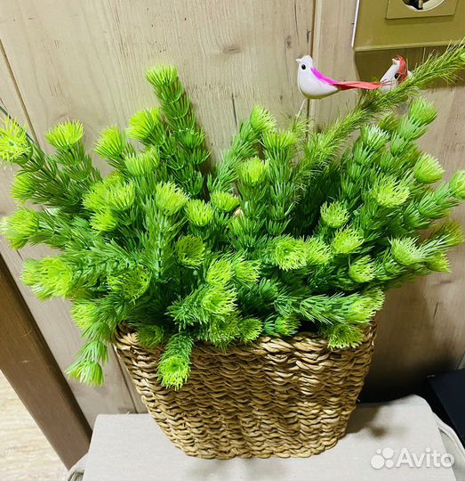 Веточки хвои