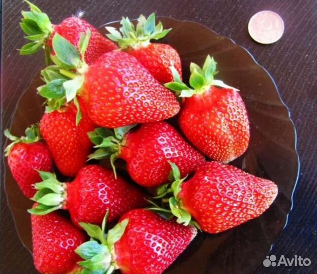 Усы клубники Лорд, Азия