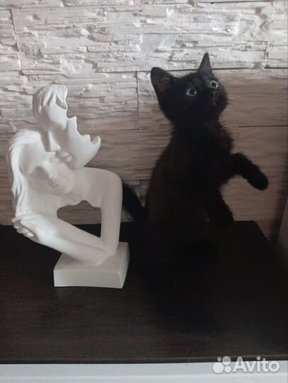 Кошки в добрые руки бесплатно