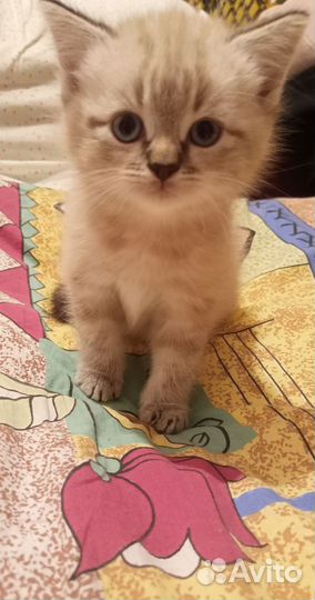 Котенок мальчик