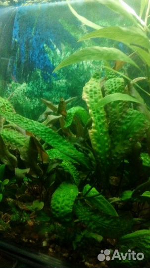 Аквариумные рыбы