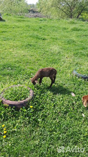 Овцы бараны ягнята