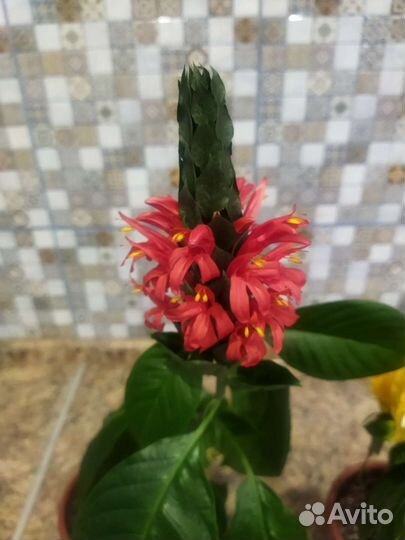 Пахистахис