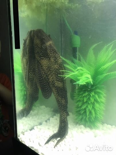 Сомик парчевый