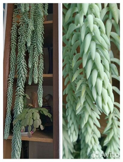 Седум рео замик хойя алое пеперомия растения