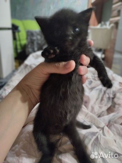 Британская вислоухая кошка