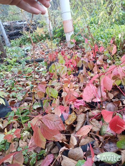 Саженцы девичьего винограда