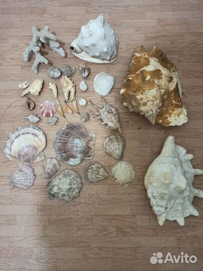 Морские ракушки