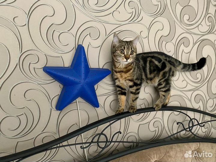 Британская кошка