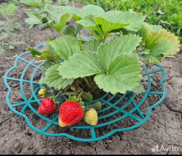 Опора - держатель - подставка Для клубники
