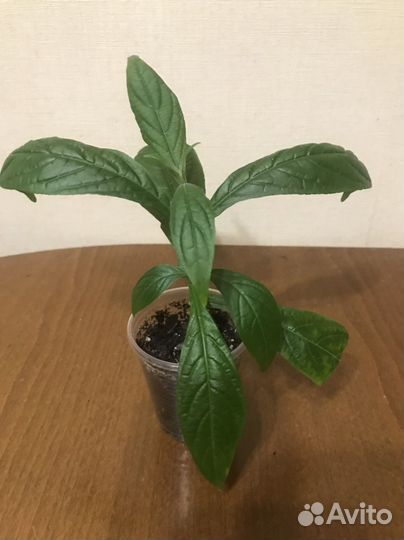 Пахистахис