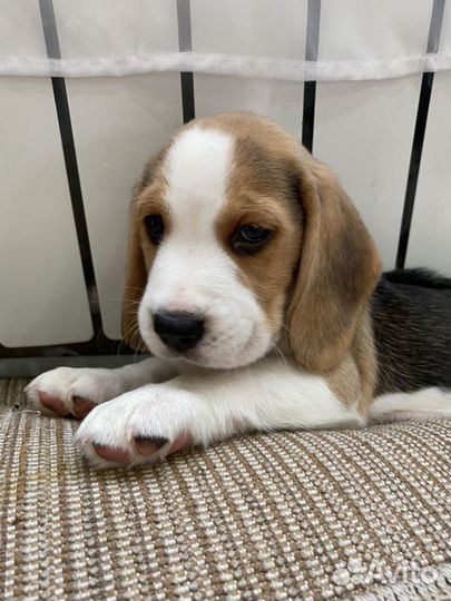 Щеночки бигль, питомник, доставка