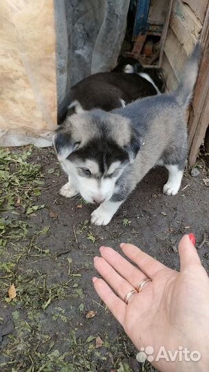 Собака в добрые руки щенок